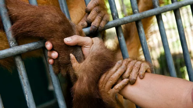 Sandra Hoyn: "The Last Orangutans"