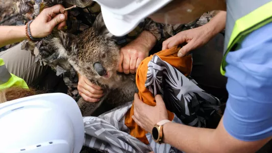 JENNIFER OSBORNE. A koala is successfully flagged down from a tree and a team of vets and assistants attempt to contain her safely.