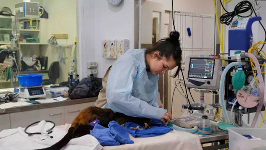 JENNIFER OSBORNE. A fire injured wallaby receives care in Victoria state outside Melbourne, Australia.