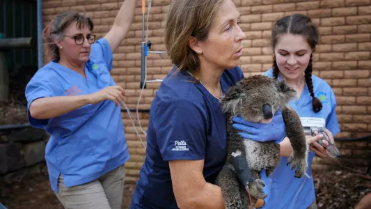 JENNIFER OSBORNE. A team of vets and assistants carry a severely dehydrated koala from the operating table to a relaxation tent.