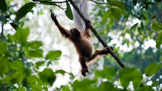 Sandra hoyn, Free-roaming orangutan in Bukit Lawang, an orangutan sanctuary within the Gunung Leuser National Park in Sumatra.