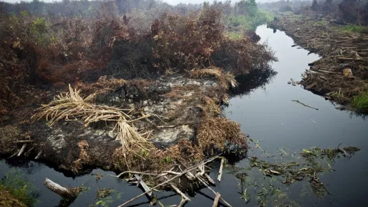 sandra hoyn, Scarred forest in the wake of deliberately set fires in the Riau province, Sumatra Island.