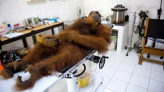 sandra hoyn, Angelo, a 14-year-old male orangutan, is waiting for medical examinations in the center of the Sumatran Orangutan Conservation Program in North Sumatra. He has got anesthetic and slept with open eyes.