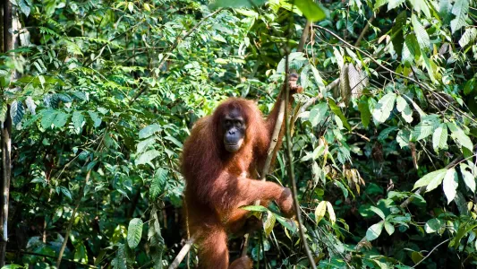 sandra hoyn, A free-roaming orangutan in Bukit Lawang, an orangutan sanctuary within the Gunung Leuser National Park in Sumatra.