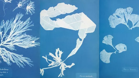 Anna Atkins. Cyanotype of British algae.